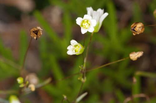 Minuartia glabra #3